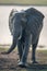 Wet African bush elephant walks towards camera