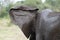 Wet African elephant\\\'s ear from behind