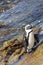 Wet African Penguins, Spheniscus demersus, at Stony Point Nature Reserve, Bettys Bay, Overberg, South Africa