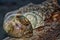 Wet, algae-covered Lewis`s Moon Snail shells in a row on a log