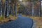 Wet asphalt road leading through autumn forest in vibrant colors on a rainy day. Moist paved road in the embrace of lush forest