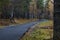 Wet asphalt road leading through autumn forest in vibrant colors on a rainy day. Moist paved road in the embrace of lush forest