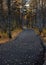 Wet asphalt road leading through autumn forest in vibrant colors on a rainy day. Moist paved road in the embrace of lush forest