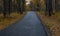 Wet asphalt road leading through autumn forest in vibrant colors on a rainy day. Moist paved road in the embrace of lush forest