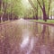 Wet asphalt with small yellow blooms in the spring park - vintagÑƒ photo.