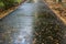 Wet asphalted walkway, covered with falled autumn leaves.