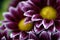 Wet aster petals in a bouquet