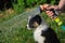 Wet Australian Shepherd aussie puppy