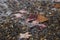 Wet autumn leaves on a pebble beach, the sea wave soaked the leaves