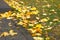 Wet autumn yellow maple leaves on the pavement. Walk in autumn rainy weather. Golden fall leaves