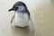 Wet baby magellanic penguin in water