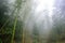 wet bamboo in mist rainforest in area of Dazhai