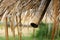 Wet bamboo roof with raindrop after raining in rainy season