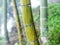 wet bamboo trunk close up in mist rainforest