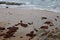 WET BEACH WITH RED SEAWEED