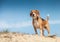 Wet beagle standing on the sand hill