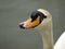 Wet beaked swan on the thames