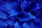 Wet Beautiful Electric Blue colored leaves Hosta with raindrops after rain, close-up. Hosta in the garden. Textures, banner. a nic
