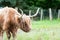 Wet beautiful highland scottish hairy red cow with big horns