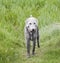 A wet Bedlington Terrier stands in a field