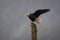 Wet and bedraggled bald eagle in Juneau, Alaska