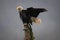 Wet and bedraggled bald eagle in Juneau, Alaska