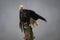 Wet and bedraggled bald eagle in Juneau, Alaska