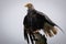 Wet and bedraggled bald eagle in Juneau, Alaska