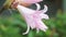 Wet belladonna lily
