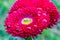 Wet Bellis after summer rain