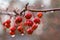 Wet berries on limb in rain