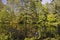 Wet biotope with pond in mixed forest