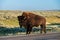 Wet Bison Stops On Roadway and Looks At Camera