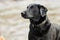 Wet black Labrador