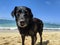 Wet Black retriever Dog at Makalei Beach