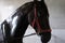 Wet black thoroughbred horse standing in stall after washing