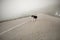 Wet black and white dog border collie stand on road in fog