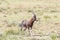 Wet blesbok in the Mountain Zebra National Park