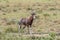 Wet blesbok in the Mountain Zebra National Park