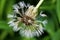 Wet blowball (clock) of Dandelion flower head with many small fl