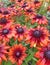 wet, bronze Rudbeckia Summerina cone flowers