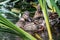 Wet brown adult duck with bright orange eyes cleans feathers