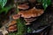 Wet brown bracket fungus mushroom growing on tree at Fraserâ€™s