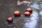 Wet brown chestnuts in autumnal rain forest on asphalt