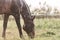 A wet, brown horse with raindrops running down on fur. A horse standing in a green pasture during a downpour rain