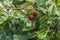 A wet bunches of red cherry berries with raindrops on a blur green background in a garden in summer