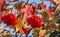 The wet bunches of red viburnum berries with raindrops and with red and yellow leaves on a blue sky background are in a garden in