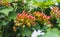 A wet bunches of red and yellow viburnum berries with raindrops on a blur green leaves background in a garden in summer