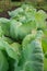 Wet cabbages with drops of water on leaves.