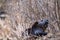 Wet Canadian beaver emerges from dry grass